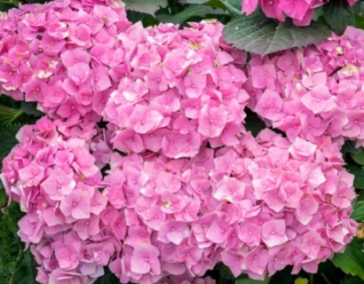 Hydrangea macrophylla ‘Bouquet Rose’