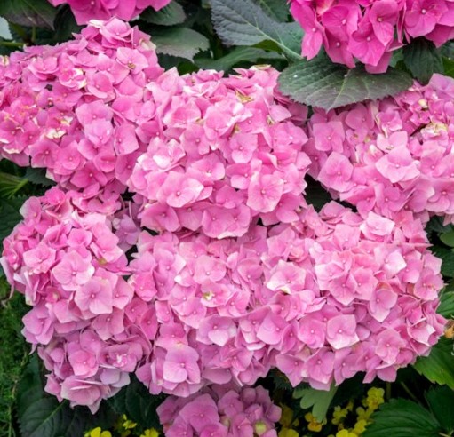 Hydrangea macrophylla ‘Bouquet Rose’ - Hortensia