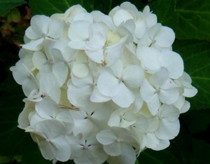 Hydrangea macrophylla ‘Mme Emile Mouillère’