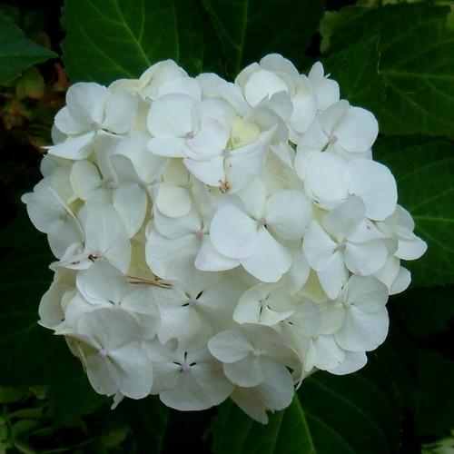 Hydrangea macrophylla ‘Mme Emile Mouillère’ - Hortensia