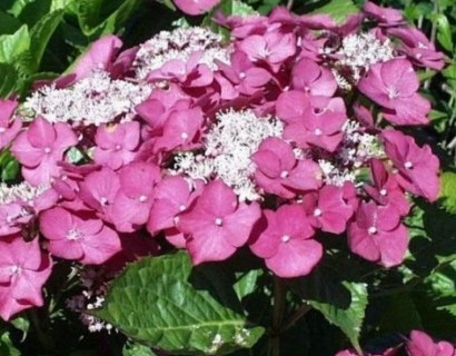 Hydrangea macrophylla ‘Rotkehlchen’