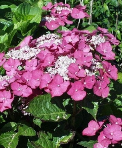 Hydrangea macrophylla ‘Rotkehlchen’ - Hortensia