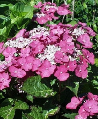 Hydrangea macrophylla ‘Rotkehlchen’ - Hortensia