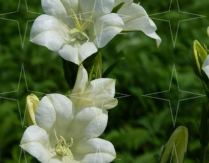 Campanula persicifolia ‘Alba’ (grote pot) - Klokjesbloem
