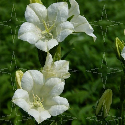 Campanula persicifolia Alba’ - klokjesbloem