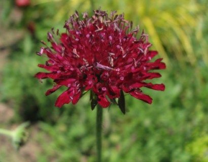 Knautia macedonica (grote pot) - Beemdkroon