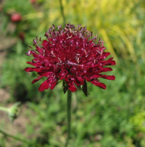 Knautia macedonica (grote pot) - Beemdkroon