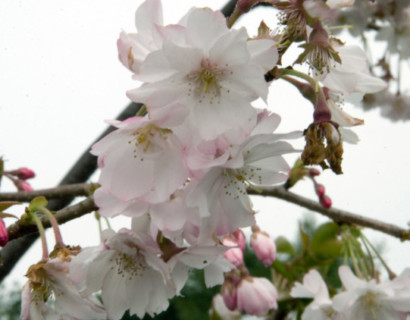 Prunus subhirtella ‘Autumnalis’