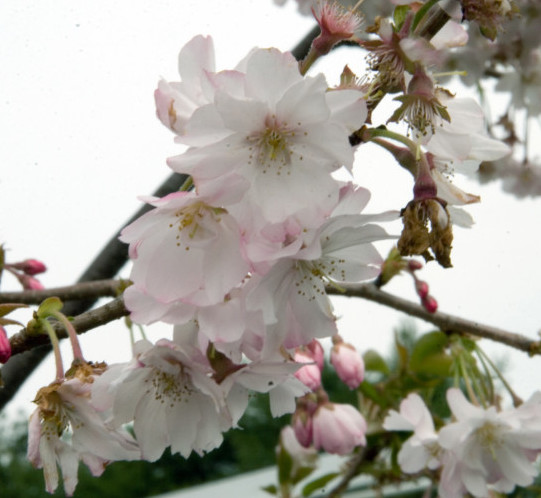 Prunus subhirtella ‘Autumnalis’ - Sierkers