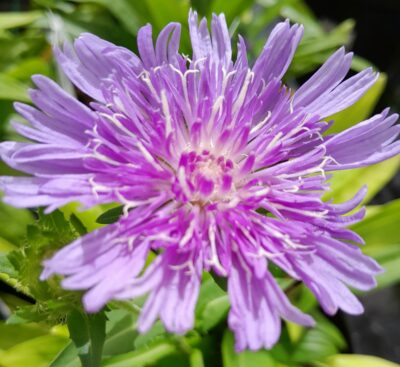 Stokesia ‘Mel’s Blue’   (grote pot) - korenbloemaster