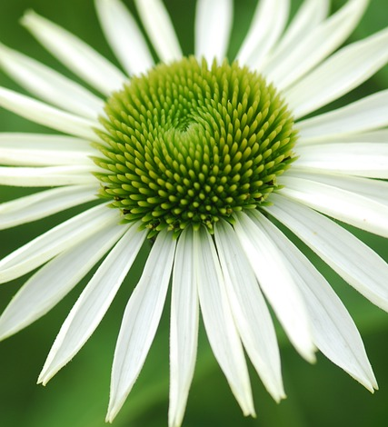 Echinacea ‘Virgin’ - zonnehoed