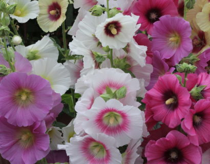 Alcea rosea ‘Halo Mix’ (grote pot) - stokroos