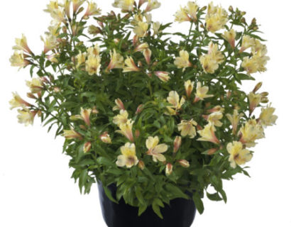 Alstroemeria ‘Summer Sky’  (grote pot) - incalelie