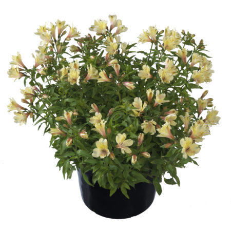 Alstroemeria ‘Summer Sky’  (grote pot) - incalelie