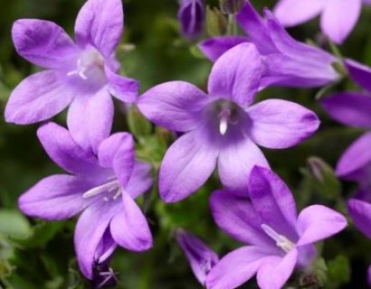 Campanula port. 'Clockwise Deep Blue' pot 3 liter