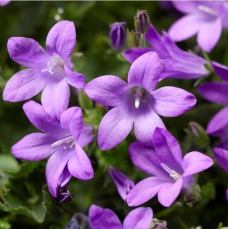 Campanula port. ‘Clockwise Deep Blue’ pot 3 liter