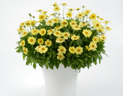 Coreopsis grandiflora Solanna ‘Glow’ (grote pot) - meisjesogen