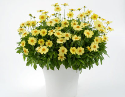 Coreopsis grandiflora Solanna ‘Glow’  (grote pot) - meisjesogen