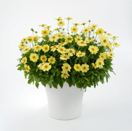 Coreopsis grandiflora Solanna ‘Glow’  (grote pot) - meisjesogen