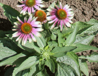 Echinacea purpurea ‘Green Twister’ - zonnehoed