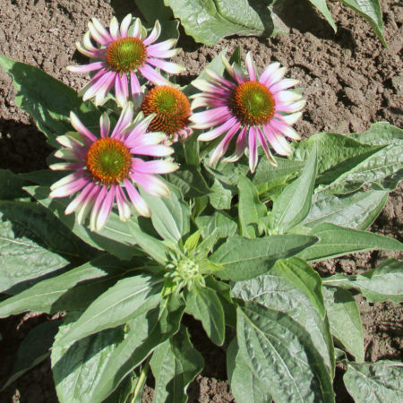 Echinacea purpurea ‘Green Twister’ - zonnehoed