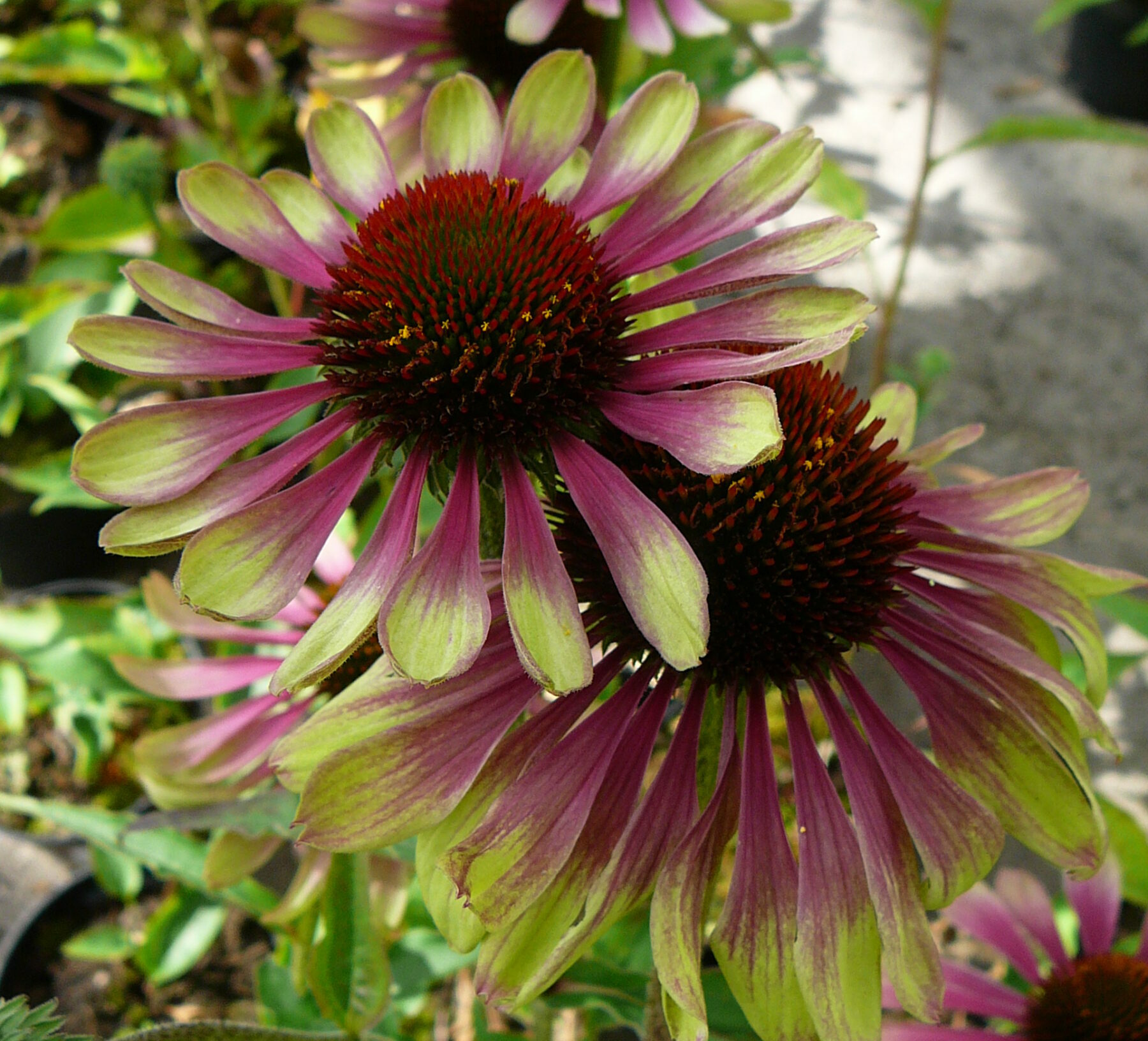 Echinacea purpurea ‘Green Twister’ - zonnehoed
