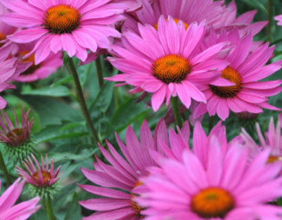 Echinacea ‘J.S. Roho’  (grote pot) - zonnehoed