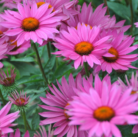 Echinacea ‘J.S. Roho’  (grote pot) - zonnehoed