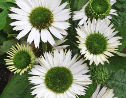 Echinacea ‘Virgin’  (grote pot) - zonnehoed