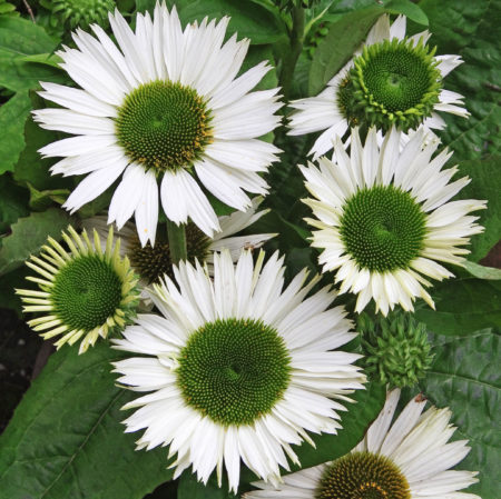 Echinacea ‘Virgin’  (grote pot) - zonnehoed