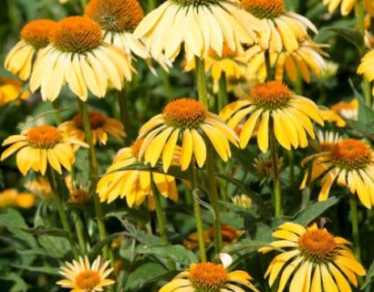 Echinacea purpurea ‘Yellow’   (grote pot) - zonnehoed