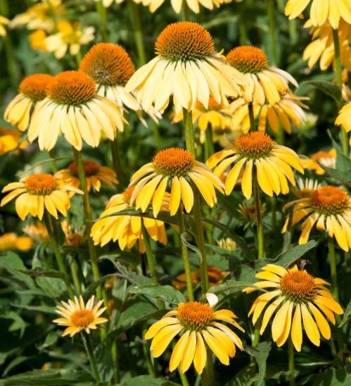 Echinacea purpurea ‘Yellow’ pot 3 liter