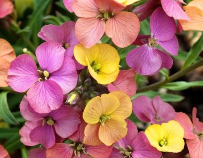 Erysimum ‘Artist Paintbox’  (grote pot) - steenraket