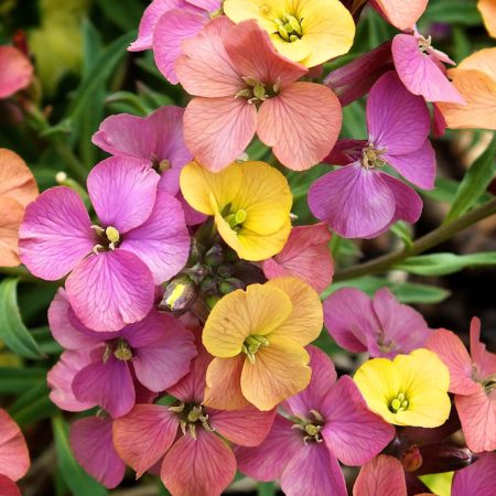 Erysimum ‘Artist Paintbox’  (grote pot) - steenraket