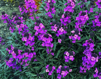 Erysimum ‘Bowles Mauve’   (grote pot) - steenraket