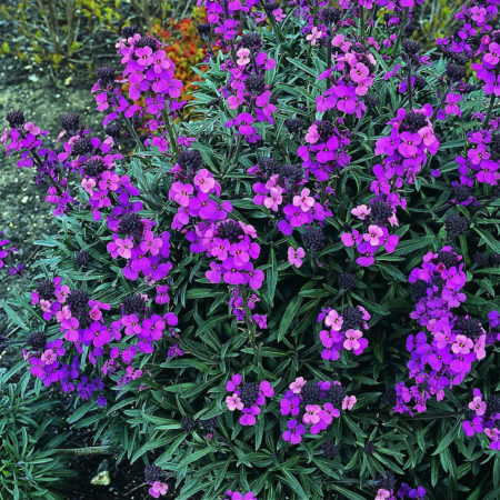 Erysimum ‘Bowles Mauve’   (grote pot) - steenraket