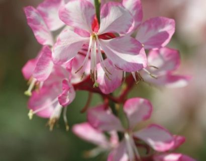 Gaura lindheimeri ‘Compact Pink’ pot 3 liter - prachtkaars