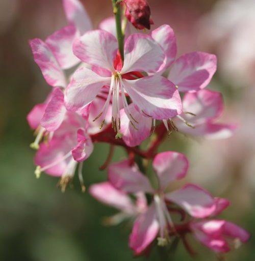 Gaura lindheimeri ‘Compact Pink’ pot 3 liter