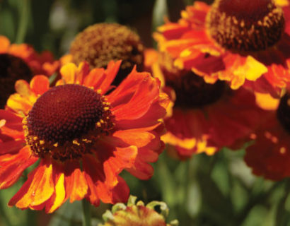 Helenium 'Mardi Gras' pot 3 liter