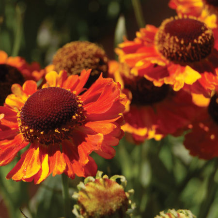 Helenium ‘Mardi Gras’  (grote pot) - zonnekruid