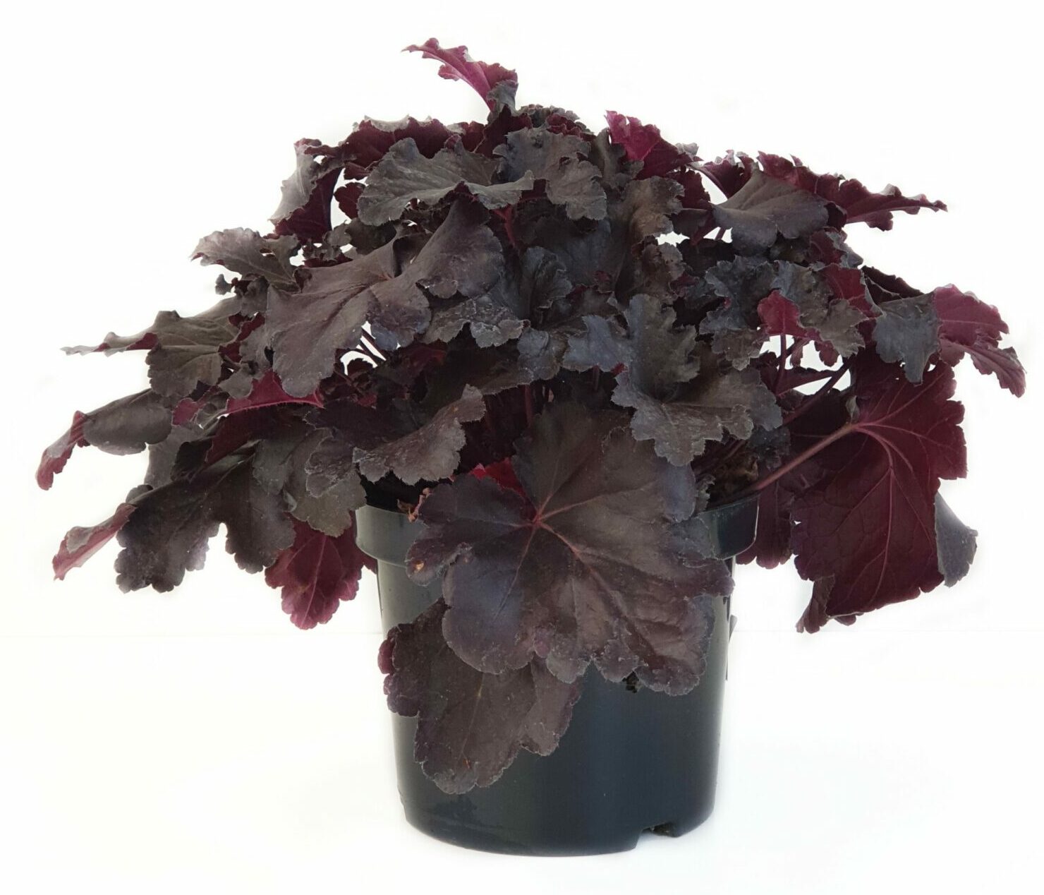 Heuchera ‘Black Pearl’  (grote pot) - purperklokje