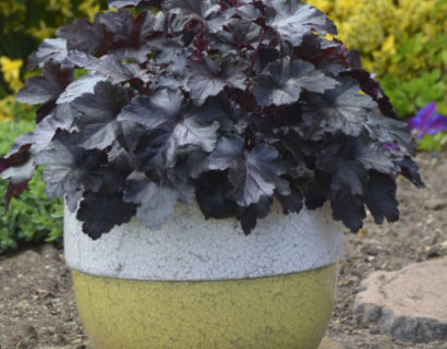 Heuchera ‘Black Pearl’ pot 3 liter - purperklokje