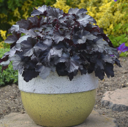 Heuchera ‘Black Pearl’  (grote pot) - purperklokje