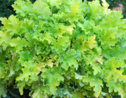 Heuchera ‘Lime Marmalade’   (grote pot) - purperklokje