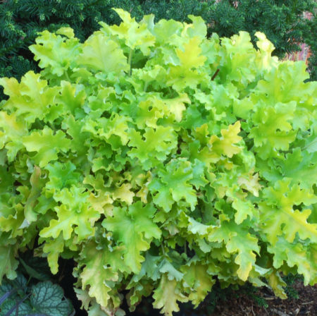 Heuchera ‘Lime Marmalade’   (grote pot) - purperklokje