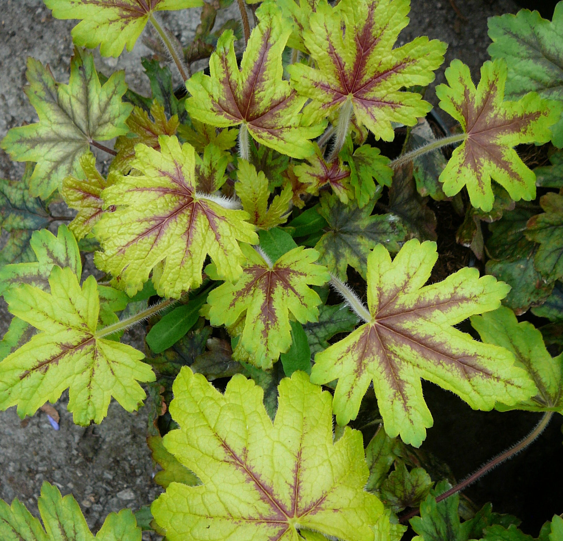Heucherella ‘Alabama Sunrise’   (grote pot) - purperklokje