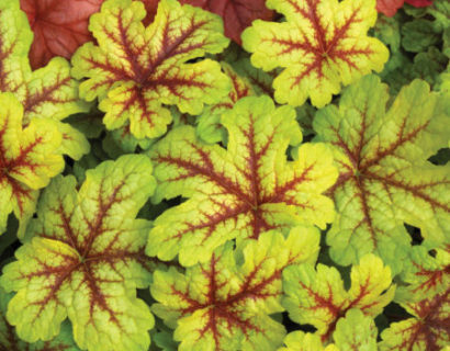 Heucherella ‘Alabama Sunrise’   (grote pot) - purperklokje