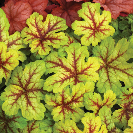 Heucherella ‘Alabama Sunrise’   (grote pot) - purperklokje