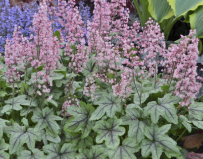 Heucherella ‘ Pink Fizz’   (grote pot) - purperklokje