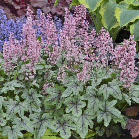 Heucherella ‘ Pink Fizz’   (grote pot) - purperklokje